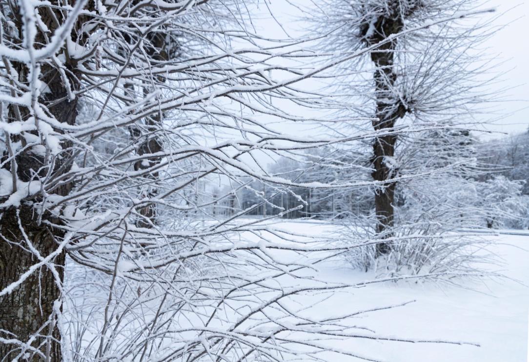 Une forêt enneigée 